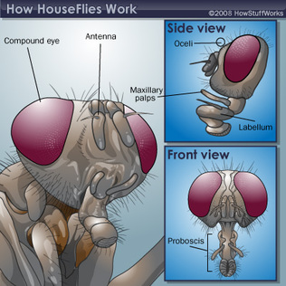 Housefly Biology - The Common Housefly phylum arthropoda diagram 